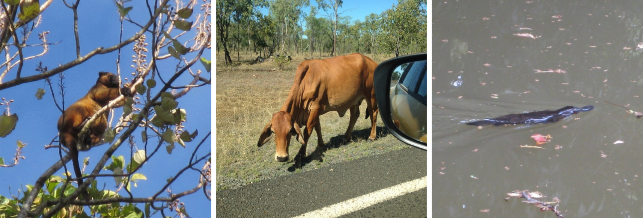 Article behaviour support practitioner Atherton Tablelands Irvinebank