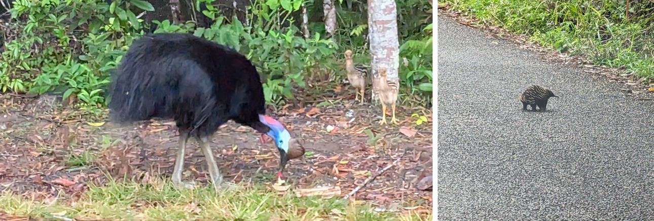 Article behaviour support practitioner Atherton Tablelands ravenshoe