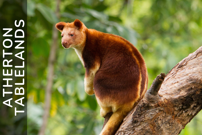 The life of a Behaviour Support Practitioner on the Atherton Tablelands