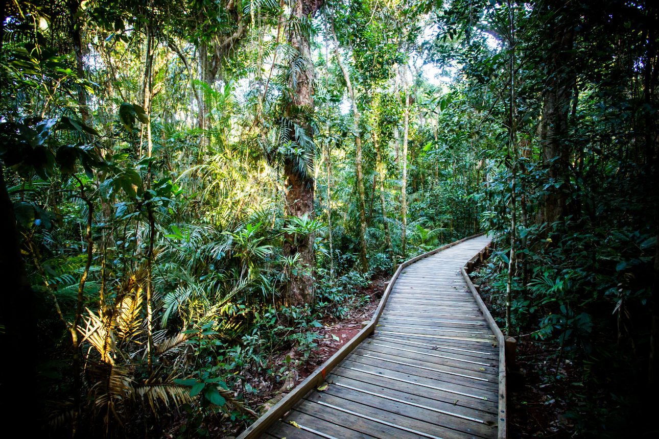 Article positive behaviour support cairns daintree