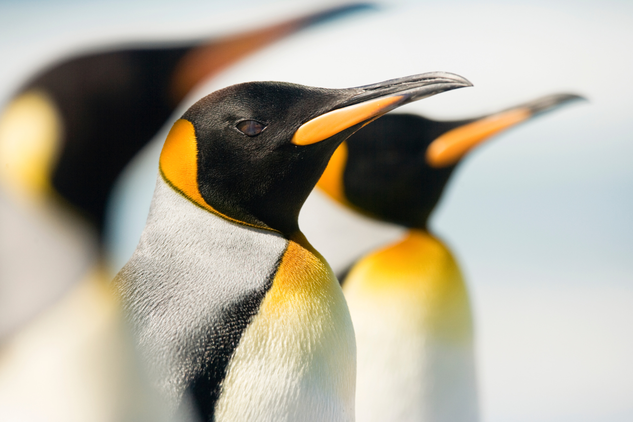 Article positive behaviour support ndis melbourne victoria aquarium